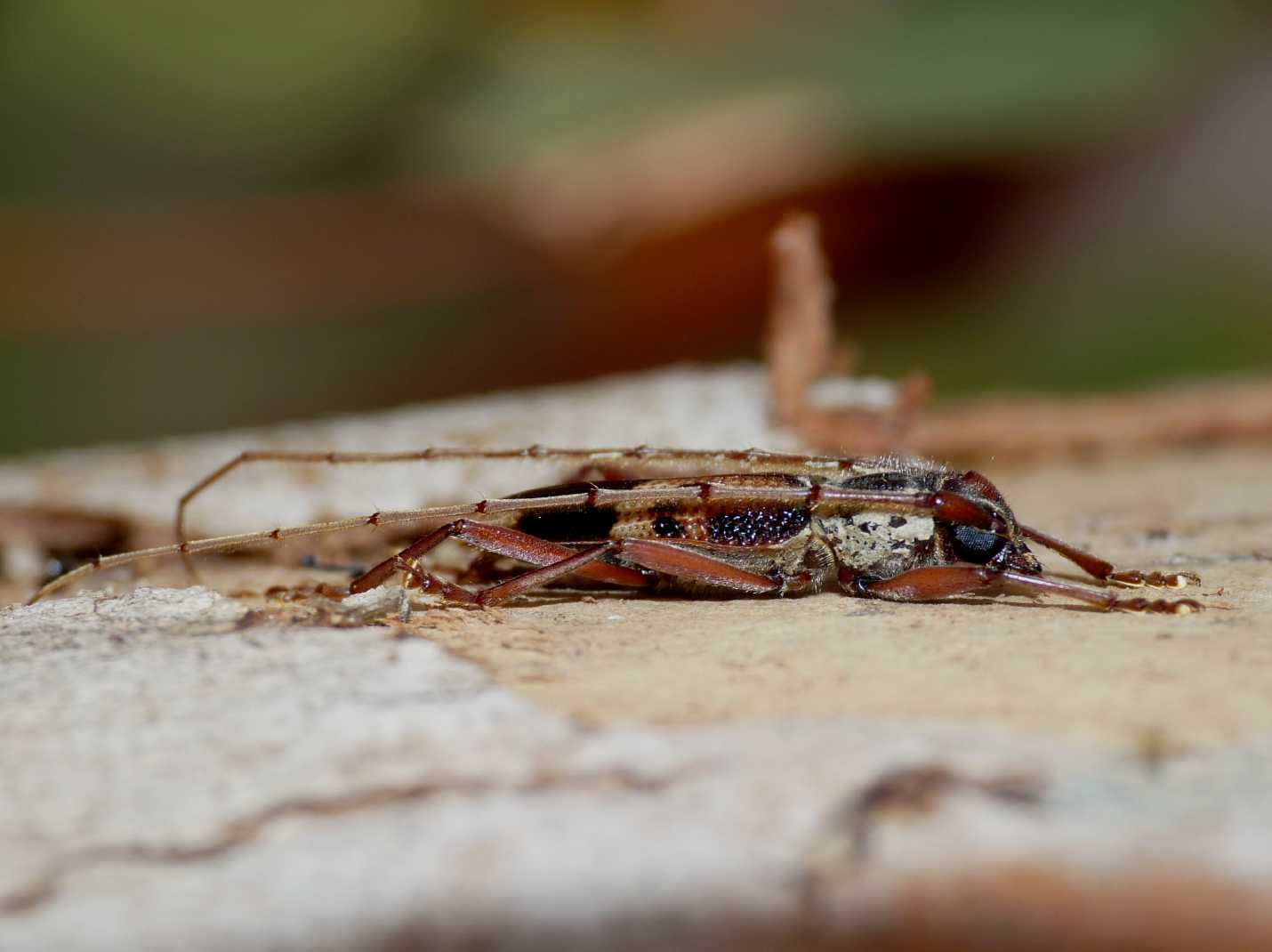 Phoracantha recurva